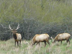 Elks